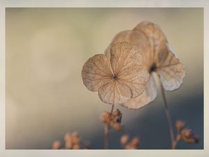 Herbst