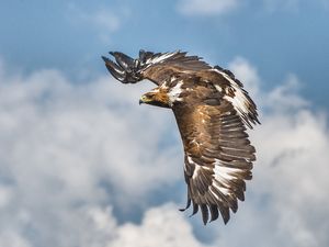 Im Flug