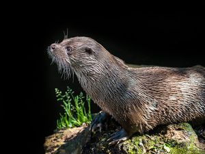Otter
