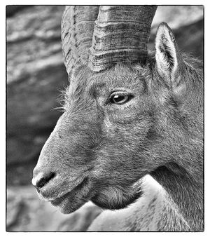 Steinbock