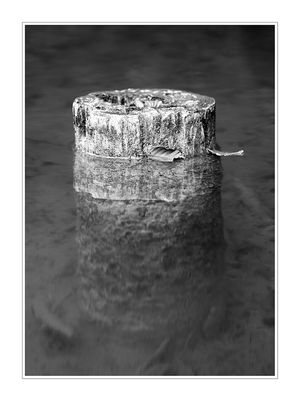 Holz im See