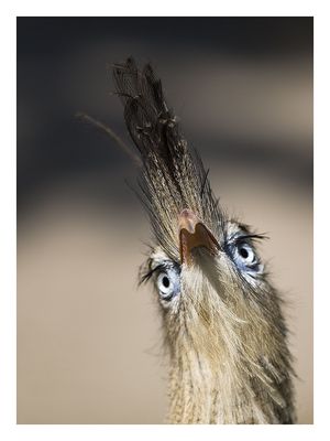 Vogel