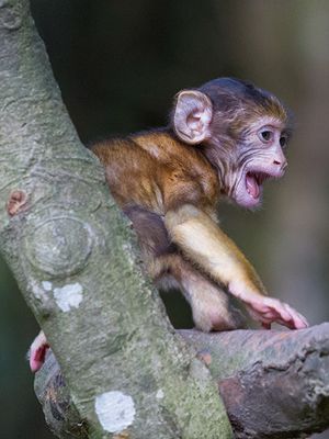 Berberaffenbaby