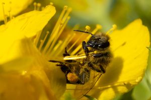 Bienchen beim Turnen