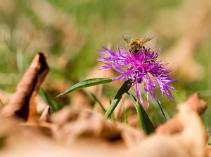 Flockenblume im Herbstlaub