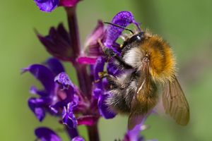 Hummel