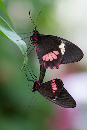 Parides
