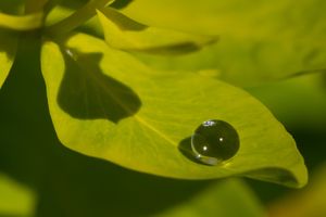 Wasserperle