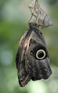 Bananenfalter
