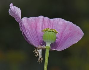 Botanischer Garten