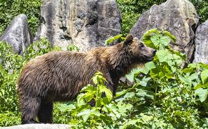 Braunbär frisch gebadet