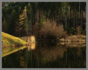 Buchsee