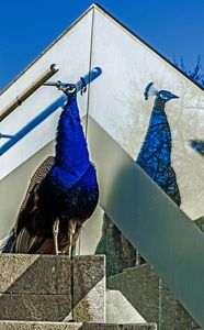 Eitler Pfau