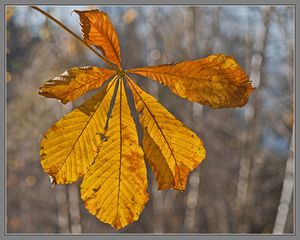 Herbst im Park