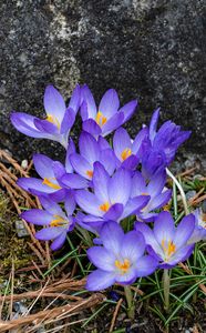Krokus