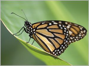 Monarch