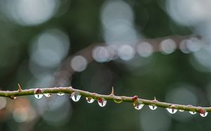 Nach dem Regen