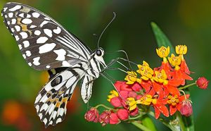 Papilio Demodocus