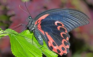 Papilio Rumanzovia