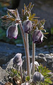 Pulsatilla Rubra