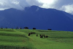 Feld