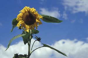 Sonnenblume