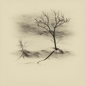 Einsamer Baum