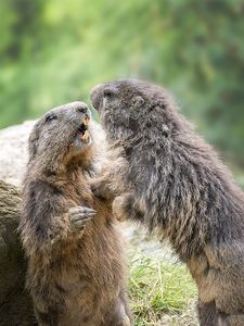 Diskussion