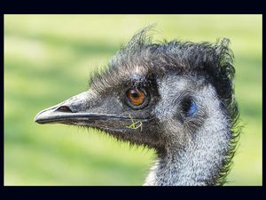 Emu