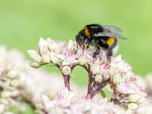 Hummel