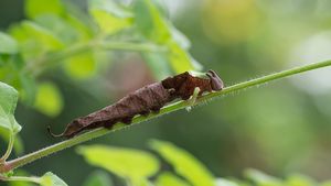 Nicht ganz Schmetterling