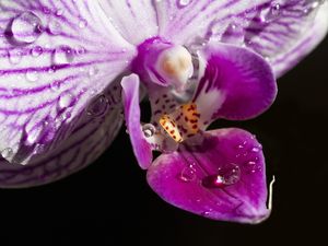 Orchidee