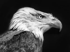Seeadler