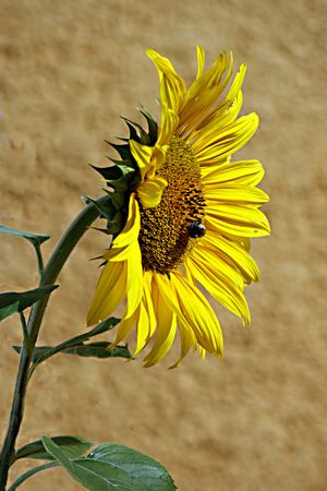 Der Sonne entgegen
